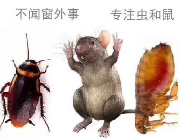 白蚊防治